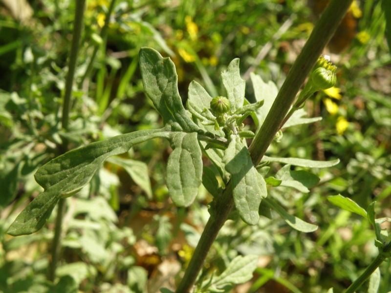 Jacobaea aquatica (= Senecio aquaticus) /Senecione dei fossi